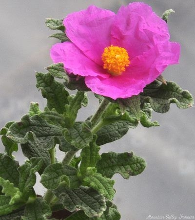 Zistrose